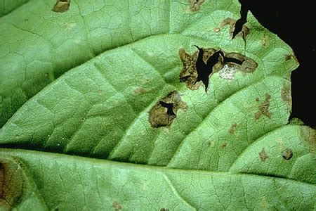 化病|病害虫・生理障害情報 野菜栽培での病気 害虫 生理障害情報 